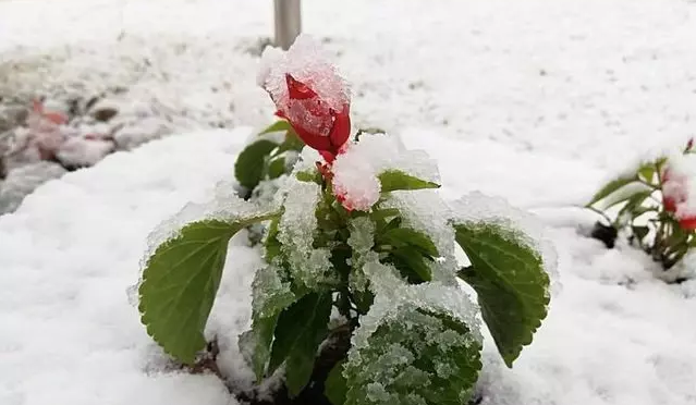 Kar yağışı